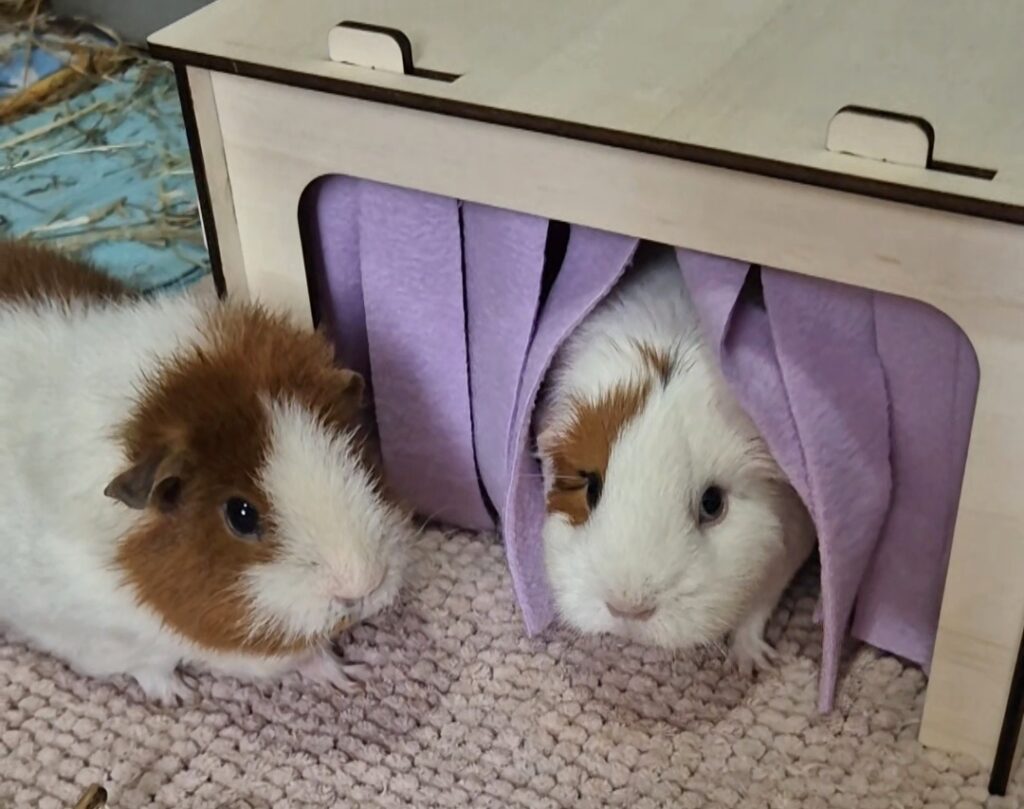 🐹 Pour des cochons d’Inde heureux & stylés !